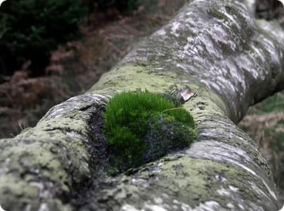 Arbre sexy 004 erxqiy - Eugenol