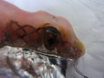 Att1 k7du4r - Eugenol