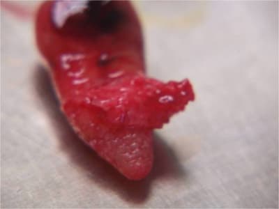 Bimage6 i9rpvy - Eugenol