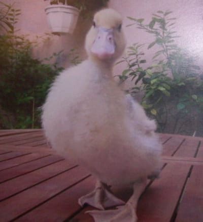 Canard59 oftnra - Eugenol