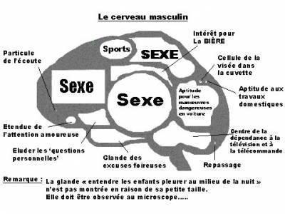 Cerveau jhxsnr - Eugenol