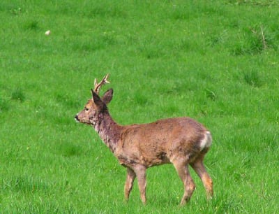 Chevreuil male3 sdiga2 - Eugenol