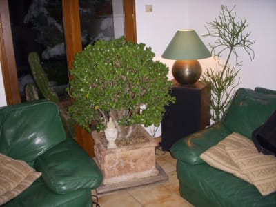 Crassula buma3d - Eugenol