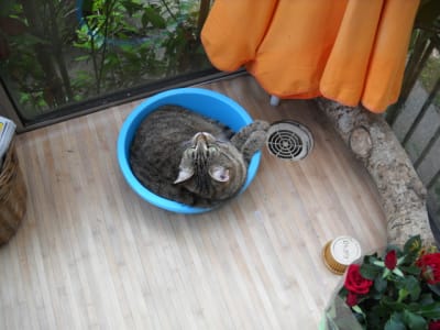 Dents 065 ngbm4b - Eugenol