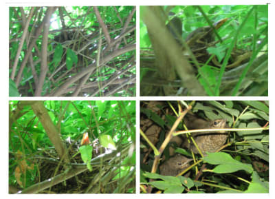 Famille merle hgufjy - Eugenol