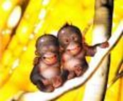 Famille rhune oarkwf - Eugenol