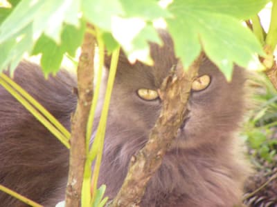 Fauve pqtpu5 - Eugenol