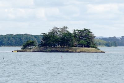 Fuite rose o8amz3 - Eugenol