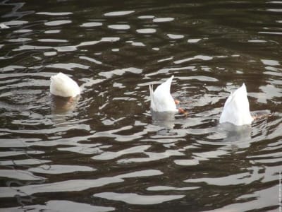 Galerie membre humour canards 1jpg nh3npf - Eugenol
