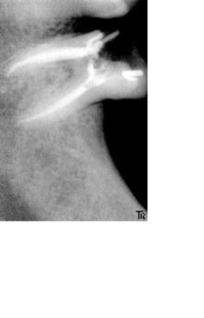 Jposop i7jd4e - Eugenol