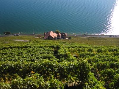 L man lyon oct2009 099 rptujj - Eugenol