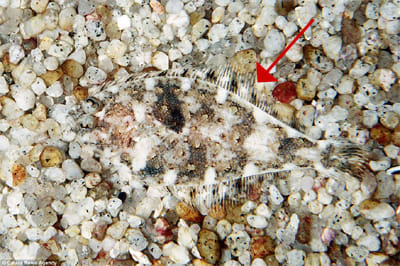 Mimetisme 6 h78lax - Eugenol