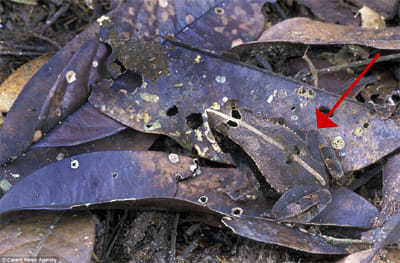 Mimetisme 7 p6bdbj - Eugenol