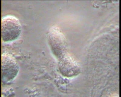 Mme x 1 teymf0 - Eugenol
