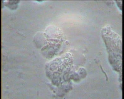 Mr x 2 wtdcq1 - Eugenol