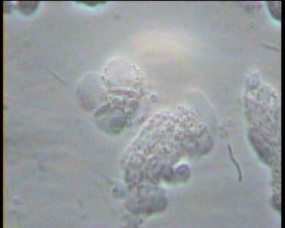 Mr x 3 lncxe0 - Eugenol