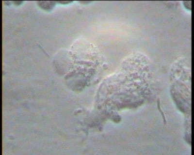 Mr x 4 nignmw - Eugenol
