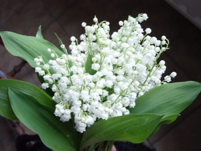 Muguet y9m6cz - Eugenol
