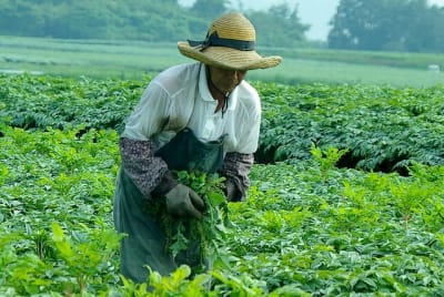 Ndch  7  ed6obc - Eugenol