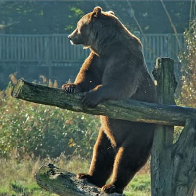 Ours parc ste croix aihqep - Eugenol
