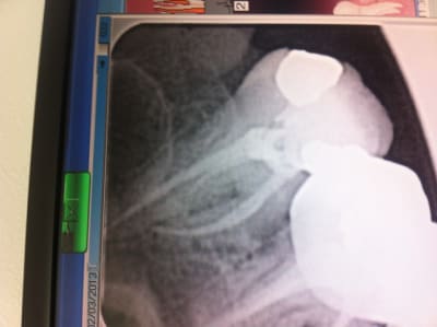 Photo copie bf1wjl - Eugenol