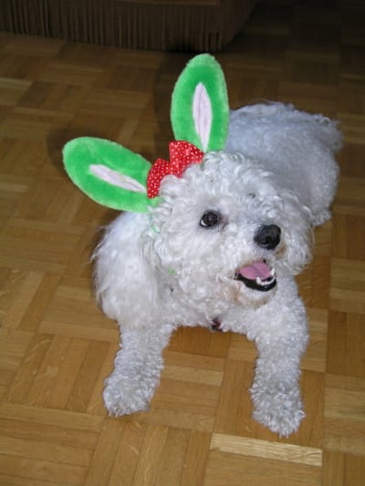 Pluton xosveo - Eugenol