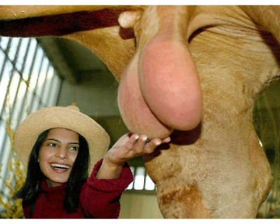 Provoc rfc5yg - Eugenol