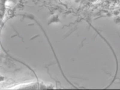 Sekoiça 2 kpyqy3 - Eugenol