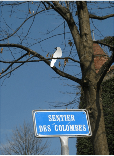 Sentier des colombes trvkj1 - Eugenol