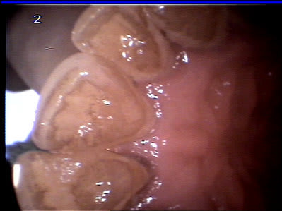 Test1 s41ekn - Eugenol