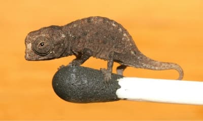 Tiny chameleon match head 120214 02 syyymy - Eugenol