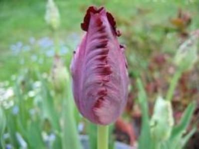 Tulipe black parrot efozrg - Eugenol