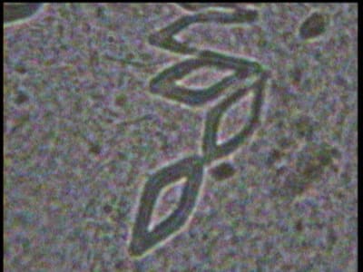 Yen3 y7fnwr - Eugenol