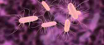 Illustration of multiple pink bacteria with hair-like appendages on a purple blurred background. The bacteria appear elongated and are scattered across the image, highlighting their structural details.
