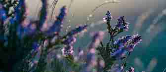 Close-up of delicate purple flowers in a meadow, softly lit by the diffused light of a setting or rising sun. The blurred background creates a serene and dreamy atmosphere, highlighting the intricate details of the flowers and surrounding grasses.