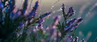 Close-up of delicate purple flowers in a meadow, softly lit by the diffused light of a setting or rising sun. The blurred background creates a serene and dreamy atmosphere, highlighting the intricate details of the flowers and surrounding grasses.