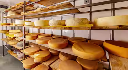 Shelves filled with large wheels of cheese in varying colors and textures, aging in a storage room. The cheeses are arranged on wooden boards, creating an organized and visually appealing display. The room has a clean and minimalist appearance.