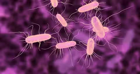 Illustration of multiple pink bacteria with hair-like appendages on a purple blurred background. The bacteria appear elongated and are scattered across the image, highlighting their structural details.