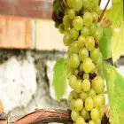 Green Grapes on the Vine