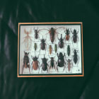 Specimens of beetles under glass