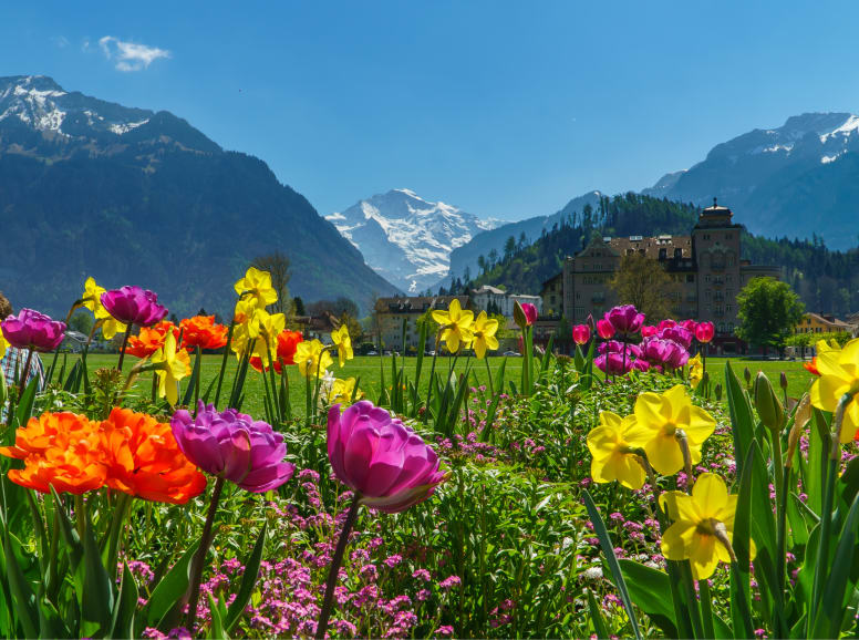 Field of Flowers in Interlaken with Mountain Backdrop
