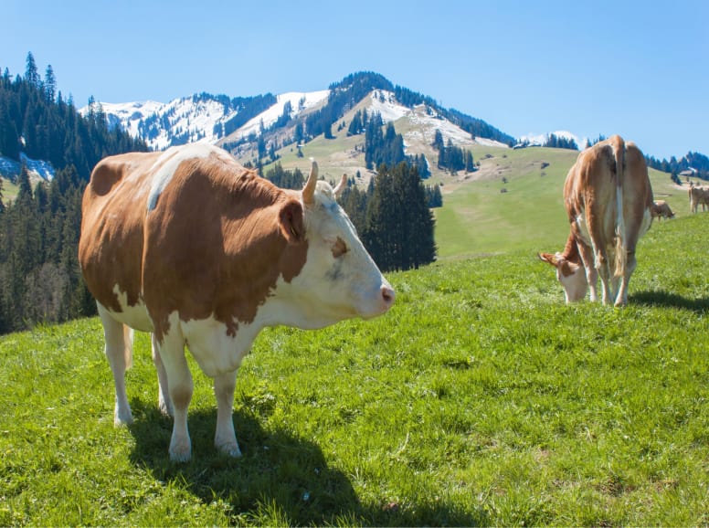 Cows Grazing with Interlaken Mountain Backdrop