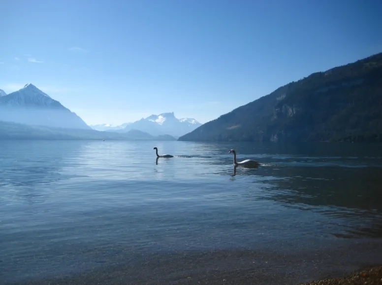 Ducks in Lake with Interlaken Mountain Backdrop
