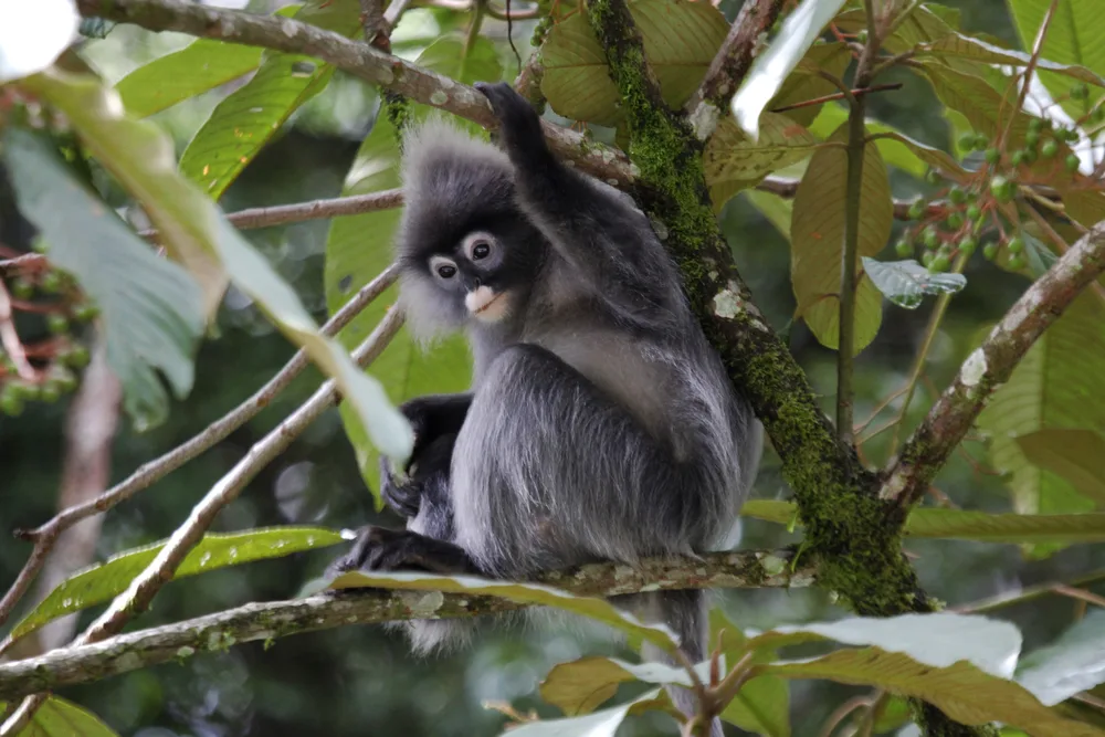 Monkey Hanging From Tree in Doi Inthanon Chiang Mai