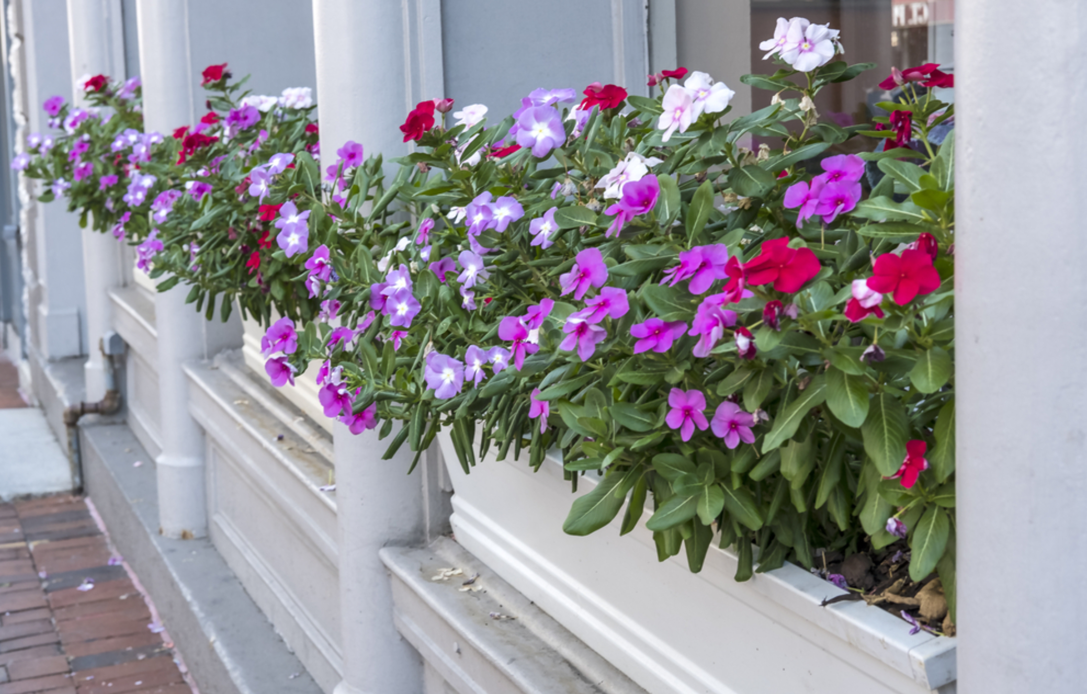Blumenkasten bepflanzen: Blumen für Balkonkästen