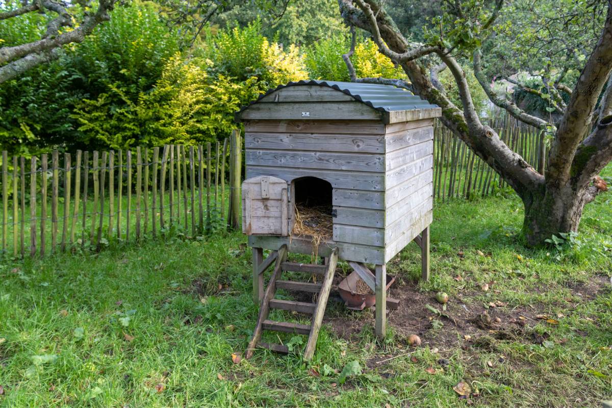 ein kleines Hühnerhaus sollte mindestens 80 cm hoch sein