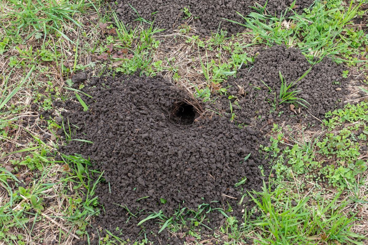 Nahaufnahme eines Maulwurfshügels mit sichtbarem Eingang, der zeigt, wie man die Präsenz von Maulwürfen im Garten erkennen kann.