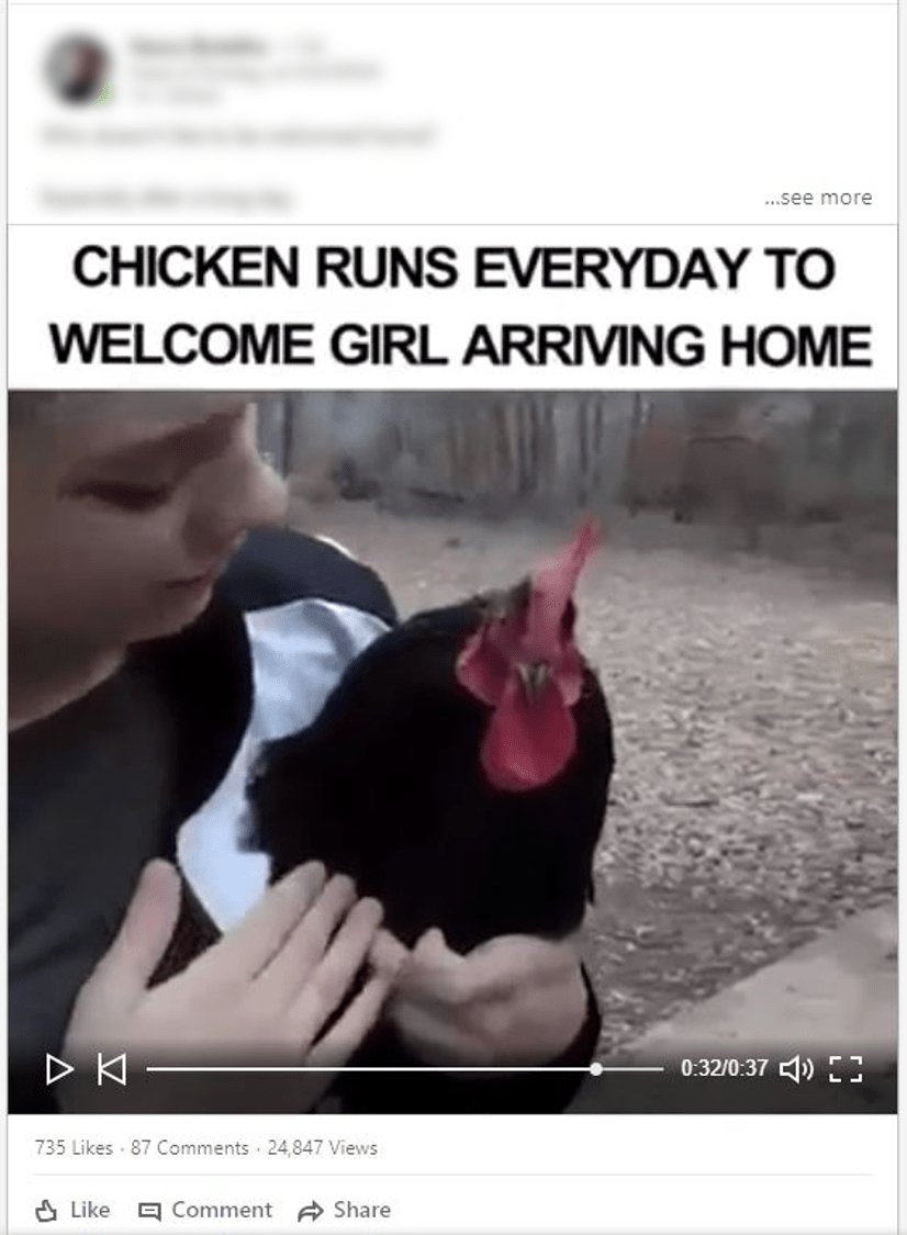 chicken