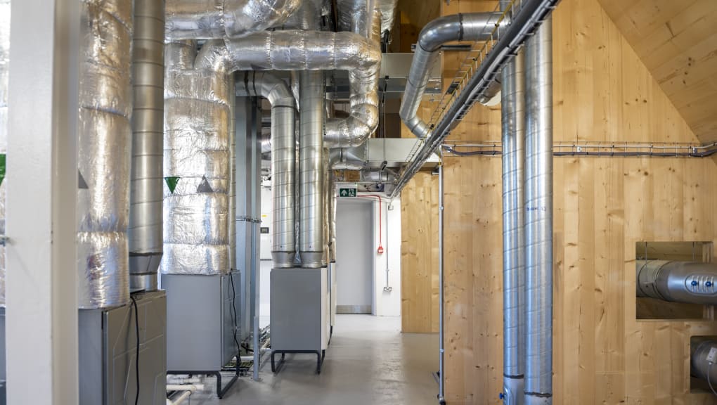 Plant room of Lucy Cavendish