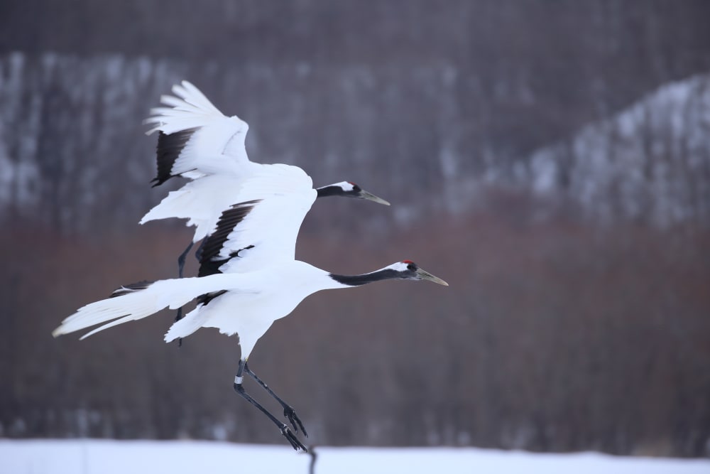 Red-Crowned Cranes in Kushiro | Japan's Local Treasures